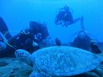 Hawaii Scuba divng 39