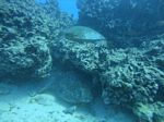 Hawaii Scuba divng 51