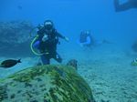 Hawaii Scuba divng 51