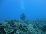 Hawaii Scuba divng 56