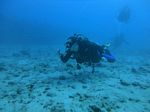 Hawaii Scuba divng 60