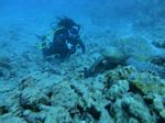 Hawaii Scuba divng 66