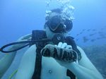 Hawaii Scuba divng 57