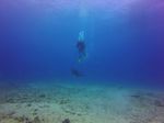 Hawaii Scuba divng 11