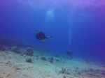 Hawaii Scuba divng 13