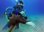 Hawaii Scuba divng 16