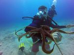 Hawaii Scuba divng 28