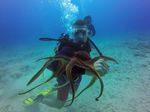 Hawaii Scuba divng 29