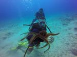 Hawaii Scuba divng 30