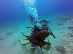 Hawaii Scuba divng 32