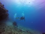 Hawaii Scuba divng 34