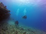 Hawaii Scuba divng 35