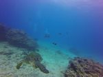 Hawaii Scuba divng 36