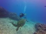 Hawaii Scuba divng 37