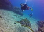 Hawaii Scuba divng 38