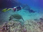 Hawaii Scuba divng 39