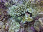 Hawaii Scuba divng 53