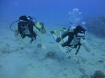 Hawaii Scuba divng 21