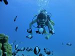 Hawaii Scuba divng 36