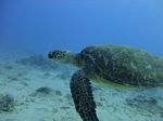 Hawaii Scuba divng 56