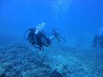 Hawaii Scuba divng 21