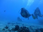 Hawaii Scuba divng 26