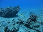 Hawaii Scuba divng 32