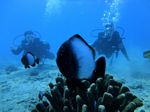 Hawaii Scuba divng 38