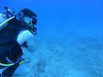 Hawaii Scuba divng 76