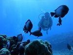 Hawaii Scuba divng 79