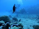 Hawaii Scuba divng 80