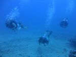 Hawaii Scuba 76