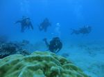 Oahu scuba 10