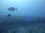 Hawaii Scuba divng 33