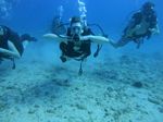 Hawaii Scuba divng 17