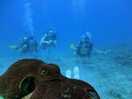 Hawaii Scuba divng 24