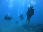 Hawaii Scuba divng 37