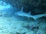 Hawaii Scuba divng 43