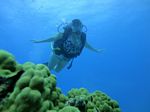 Hawaii Scuba divng 53