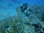 Hawaii Scuba divng 57