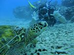 Hawaii Scuba divng 61