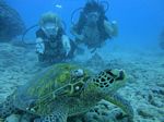 Hawaii Scuba divng 63