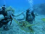 Hawaii Scuba divng 66