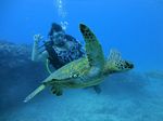 Hawaii Scuba divng 71