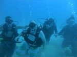 Hawaii scuba 11