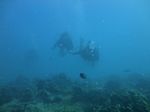 Hawaii scuba 17