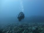 Hawaii Scuba divng 23