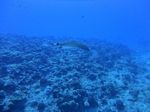 Hawaii Scuba divng 22