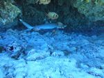 Hawaii Scuba divng 32