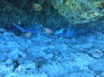 Hawaii Scuba divng 33